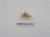 藏品(雙線苔蛾)的圖片